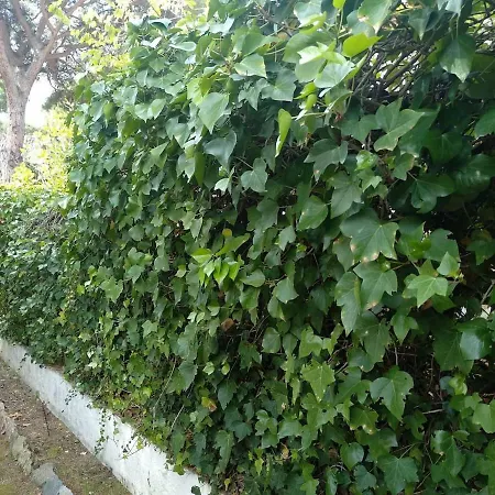 House In Garden And Parking * Llafranc